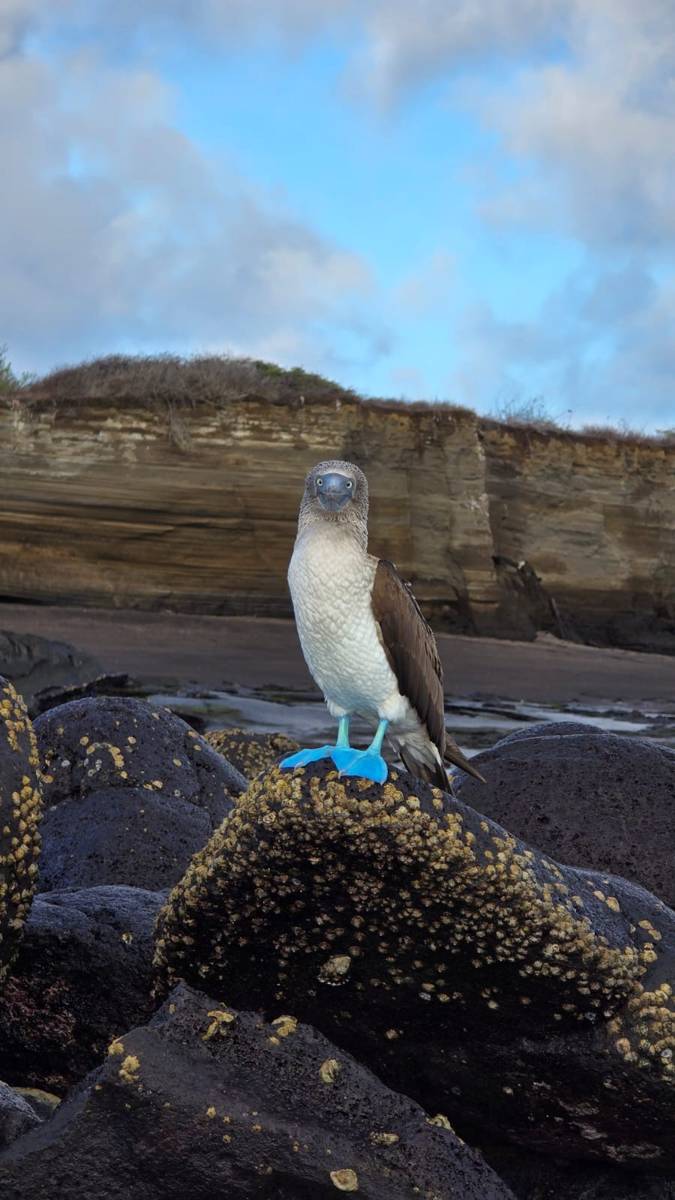 Blue-footed booby perched on volcanic rocks in the Galapagos Islands, photographed feet away on a Cultured Travel excursion