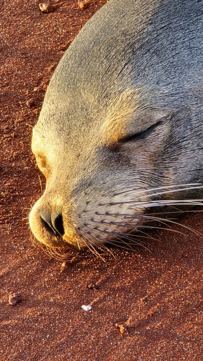 Galapagos sea lion sleeping on Rabida Island's red sand beach, close enough to hear it breathe